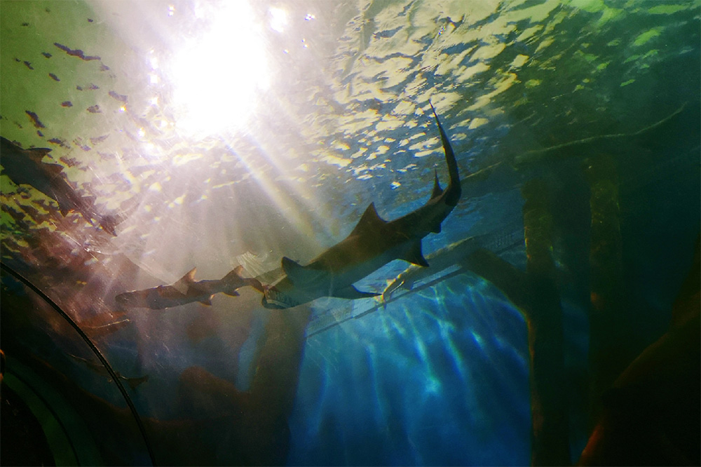 海洋公园水质处置惩罚,海洋馆水处置惩罚装备