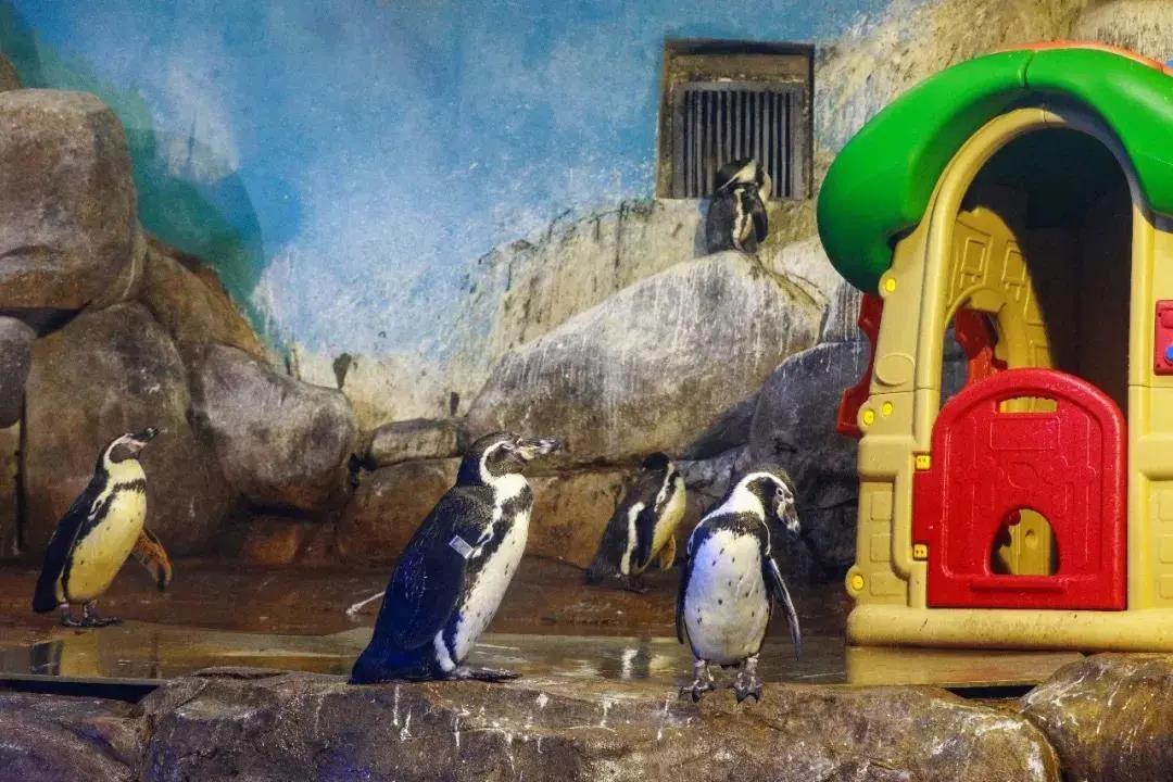 海洋馆,游洋馆水质处置惩罚