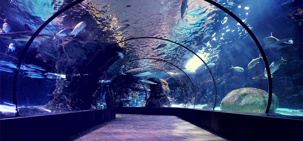 海洋馆,游洋馆水质处置惩罚,海洋馆维生系统