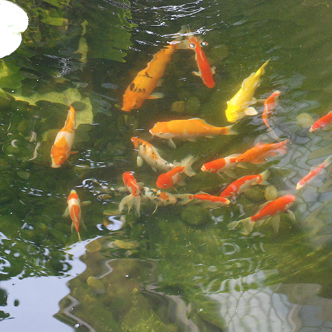 鱼池水质处置惩罚