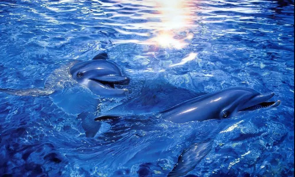 海洋馆水质处置惩罚解决计划,海洋馆水质处置惩罚,海洋馆水处置惩罚系统