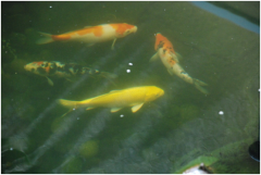 景观鱼池水处置惩罚装备有哪些？？？？