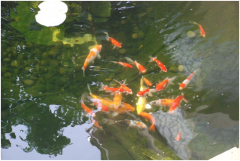 <b>景观鱼池设计注重事项及设计要点？？？</b>