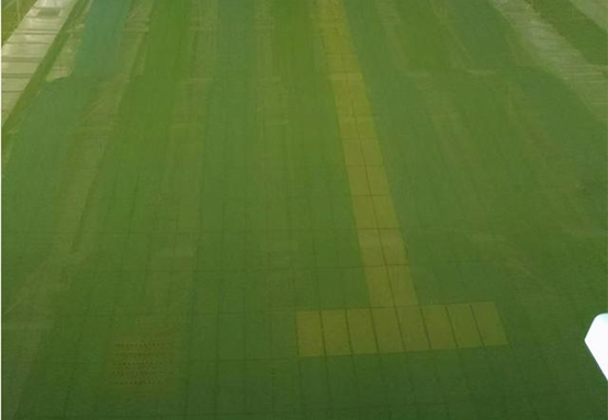 广东一连遭遇强降雨侵袭，，，，，导致游泳池水发绿、犯浑怎么办？？？？