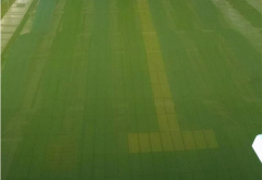 广东接连暴雨！雨后游泳池水体发绿怎么整理？？？？