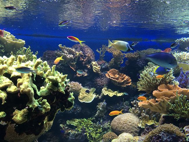 怎样改善海洋馆的情形问题？？？？