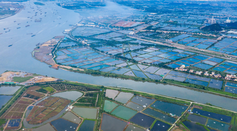 鱼塘尾水治理新篇章，，，，庄闲游戏为您解锁绿色渔业养殖的神秘！